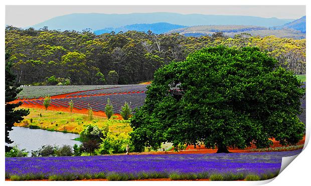 Bridestowe Laveder farm Tasmania Print by Lenka Dunn