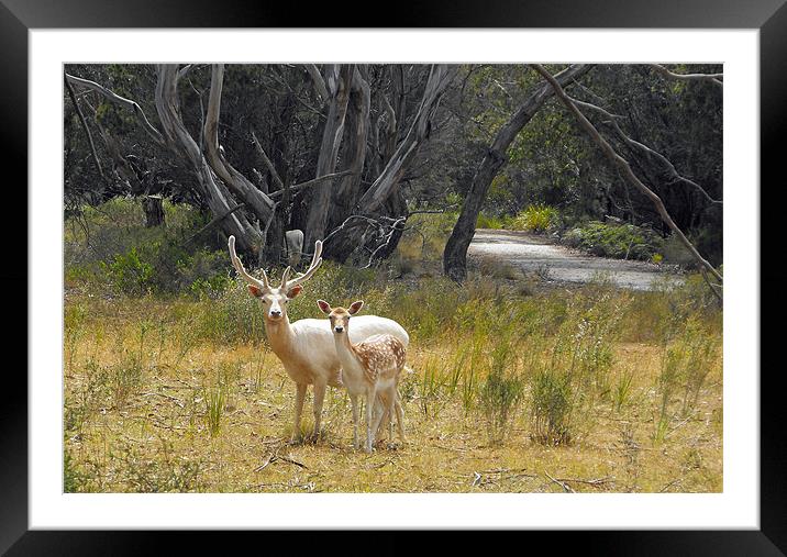 White deer pair Framed Mounted Print by Lenka Dunn