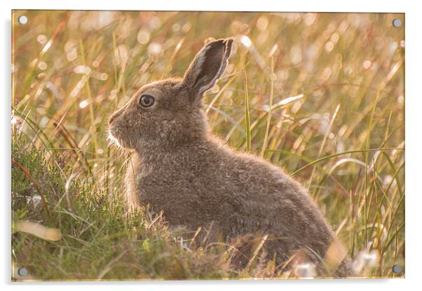 Mountain Hare Acrylic by Phil Tinkler