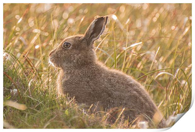 Mountain Hare Print by Phil Tinkler