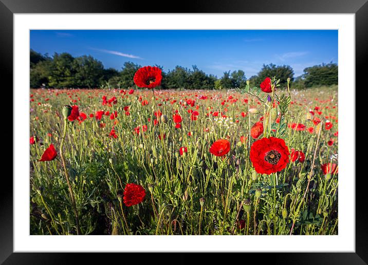 Poppies Poppies Framed Mounted Print by Stephen Mole