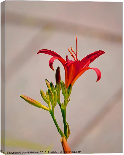 RED TIGER LILY Canvas Print by David Atkinson