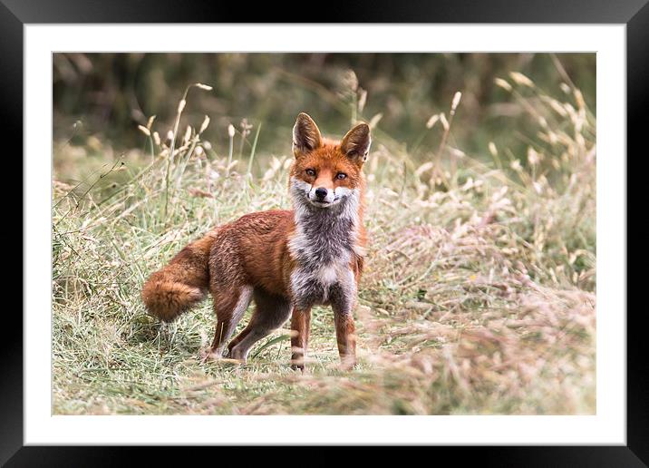 Sly old Fox Framed Mounted Print by Philip Male