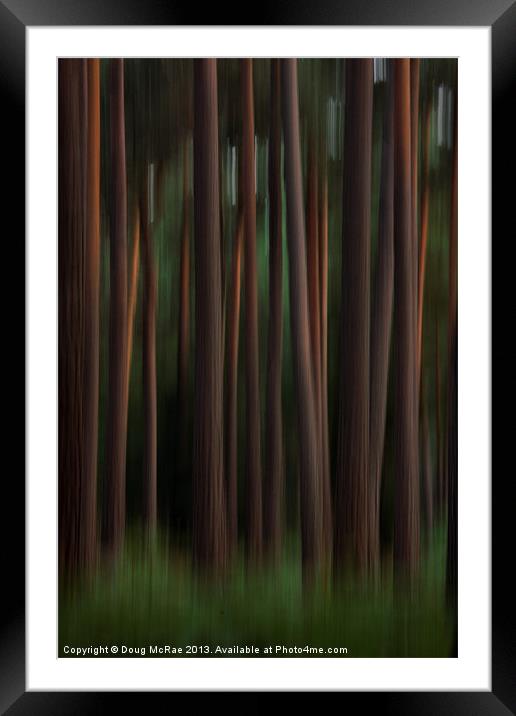 Pine trees Framed Mounted Print by Doug McRae