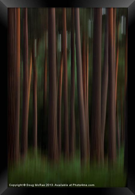 Pine trees Framed Print by Doug McRae