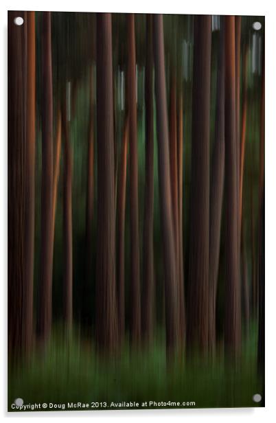 Pine trees Acrylic by Doug McRae