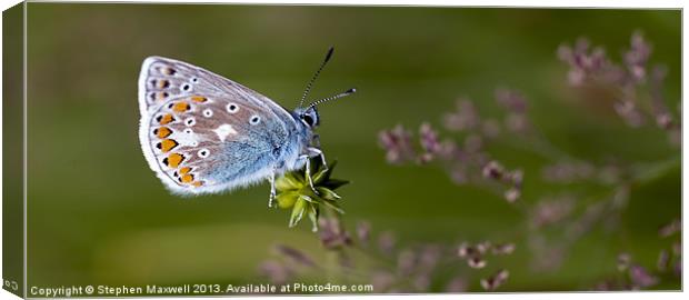 Common Blue Butterfly Canvas Print by Stephen Maxwell