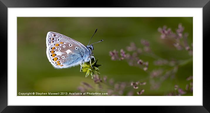 Common Blue Butterfly Framed Mounted Print by Stephen Maxwell