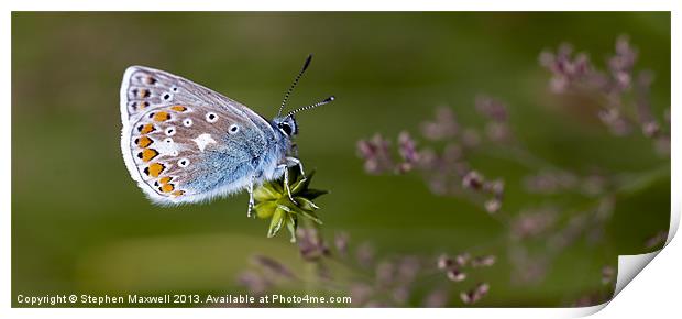 Common Blue Butterfly Print by Stephen Maxwell