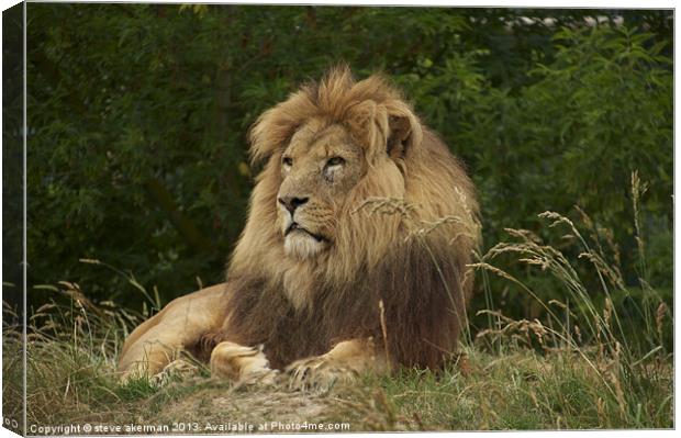 African lion resting Canvas Print by steve akerman