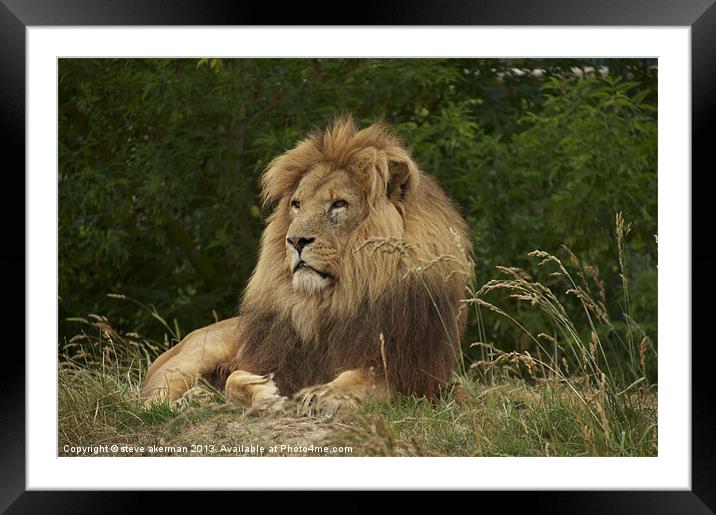 African lion resting Framed Mounted Print by steve akerman