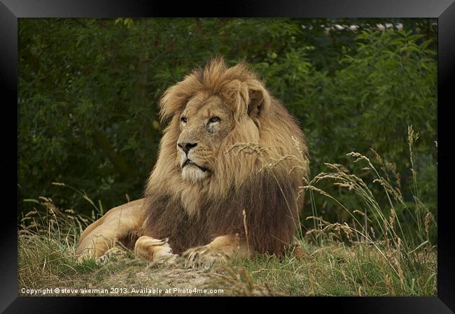 African lion resting Framed Print by steve akerman