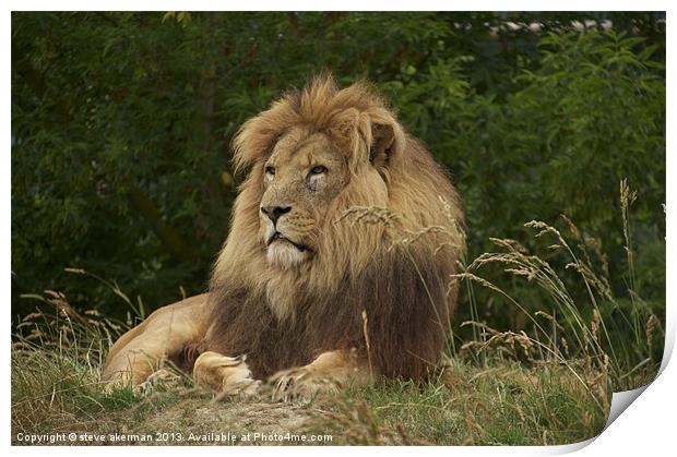 African lion resting Print by steve akerman