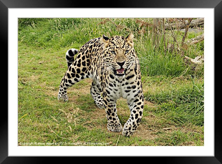 Leopard hunting Framed Mounted Print by steve akerman