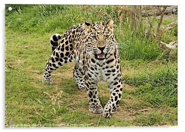 Leopard hunting Acrylic by steve akerman