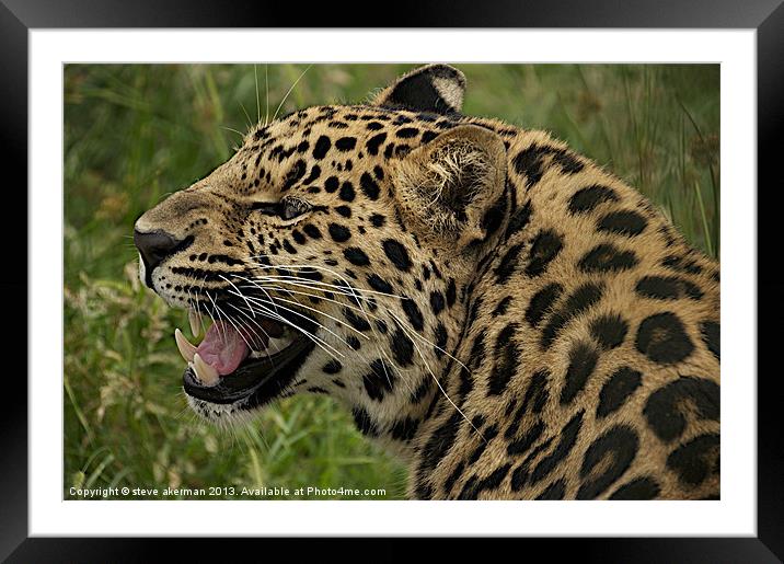 Leopard growling Framed Mounted Print by steve akerman