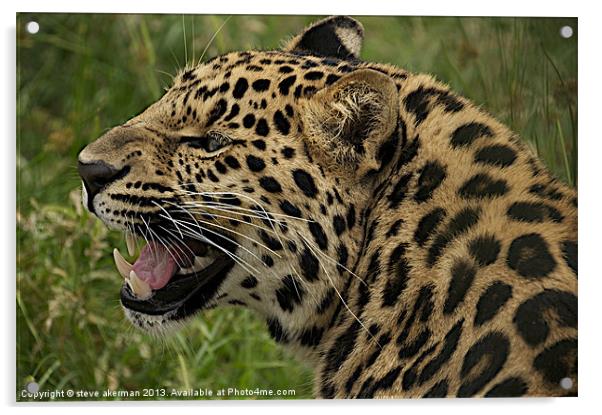 Leopard growling Acrylic by steve akerman