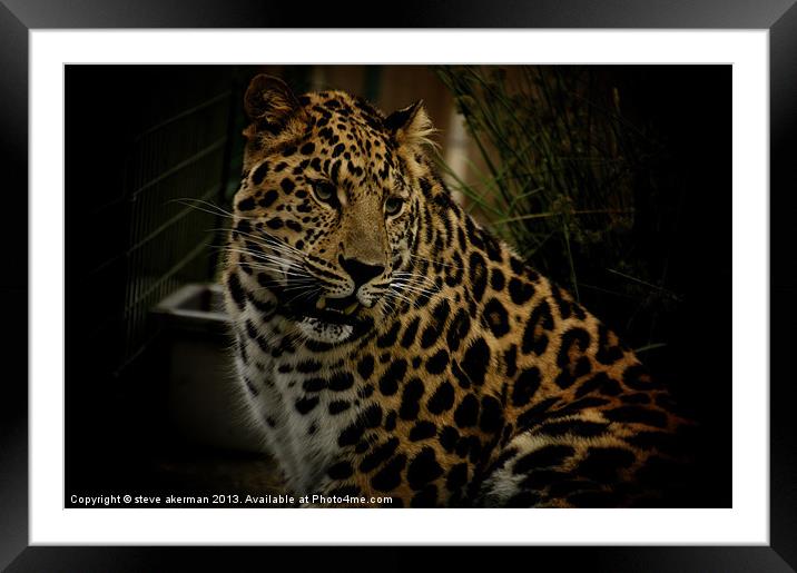 Leopard in hiding Framed Mounted Print by steve akerman
