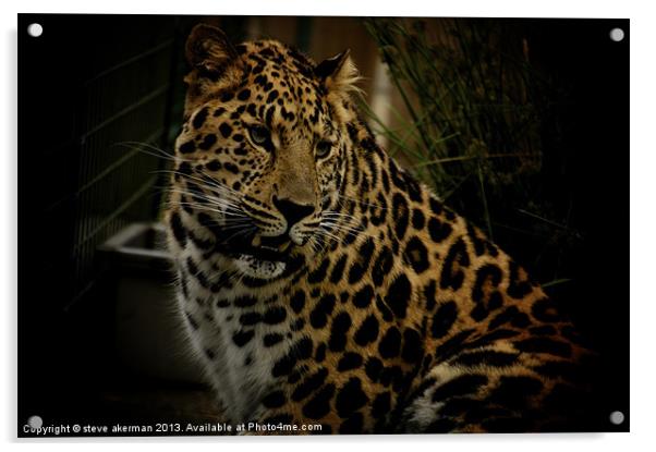 Leopard in hiding Acrylic by steve akerman