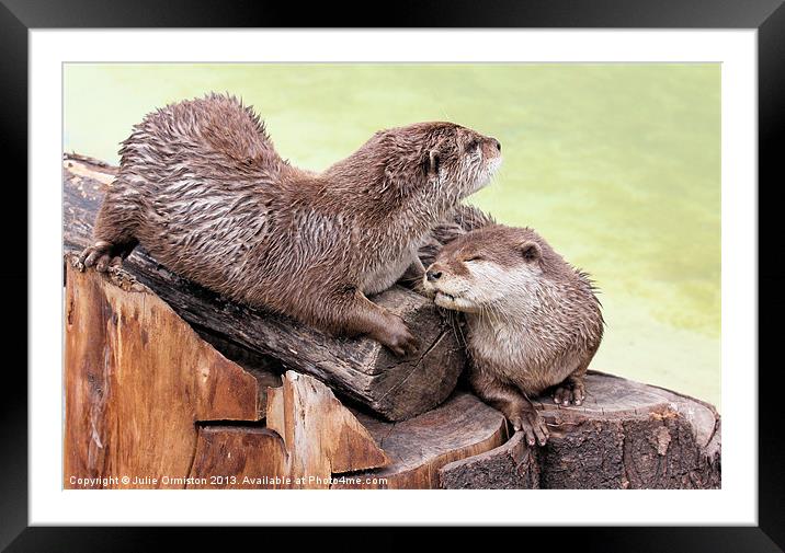 Happy Otters Framed Mounted Print by Julie Ormiston