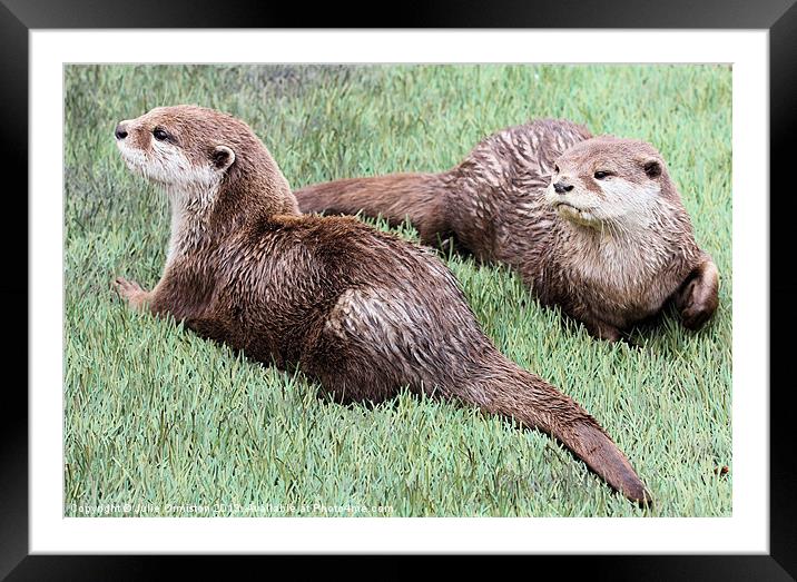 Just the 2 of us! Framed Mounted Print by Julie Ormiston