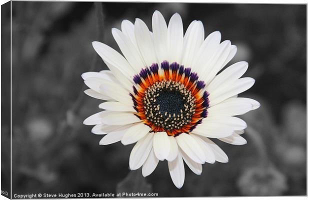 Daisy like flower isolated Canvas Print by Steve Hughes