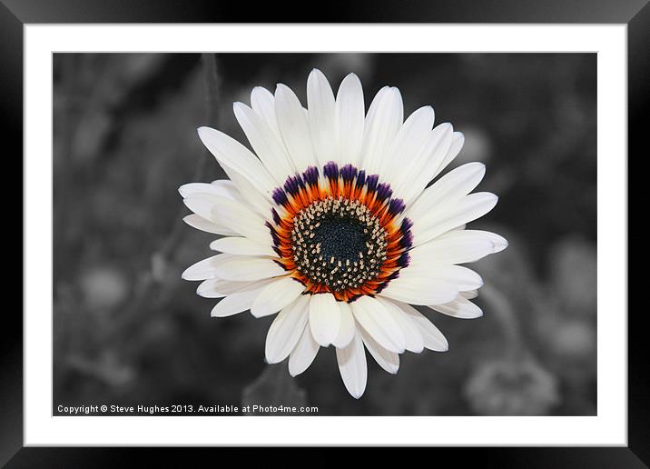 Daisy like flower isolated Framed Mounted Print by Steve Hughes