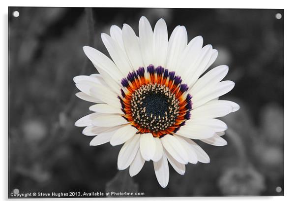 Daisy like flower isolated Acrylic by Steve Hughes