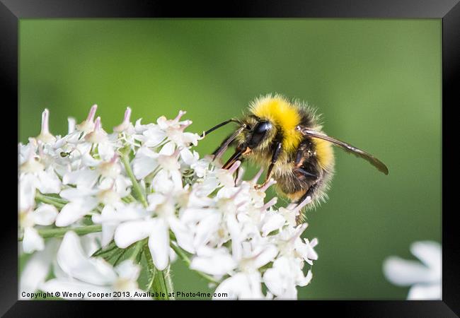 Busy Bee Framed Print by Wendy Cooper