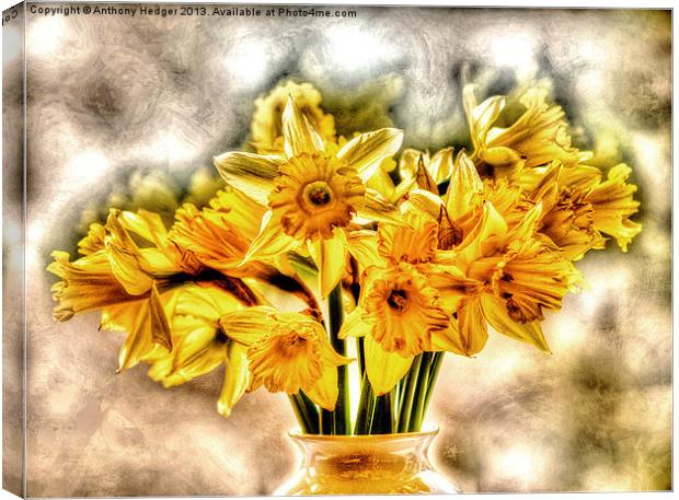 Daffs Canvas Print by Anthony Hedger