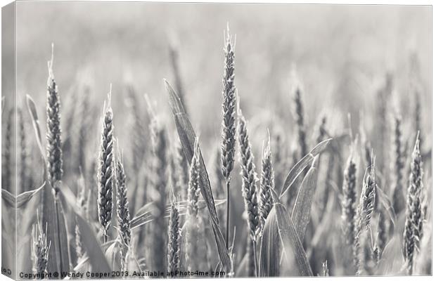Ears of Wheat Canvas Print by Wendy Cooper