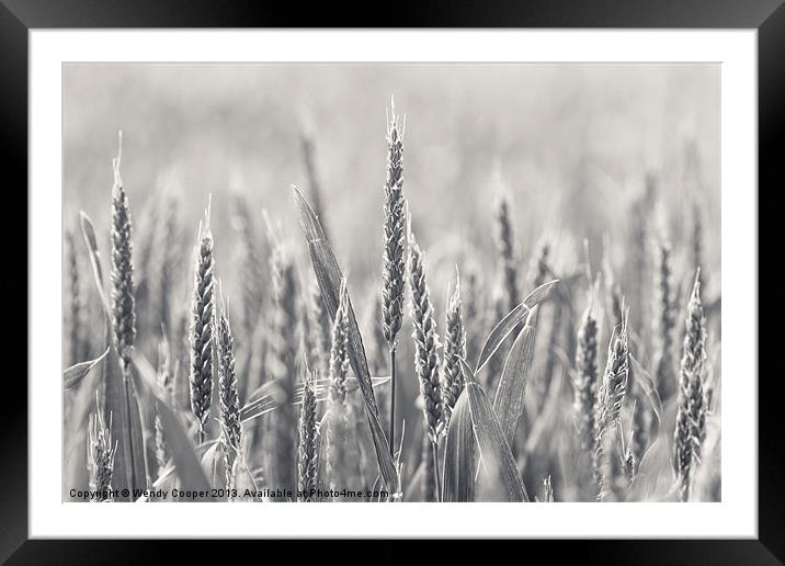 Ears of Wheat Framed Mounted Print by Wendy Cooper