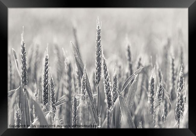 Ears of Wheat Framed Print by Wendy Cooper