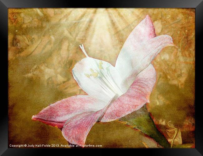 Lily in Lenabem Lightwaves Framed Print by Judy Hall-Folde