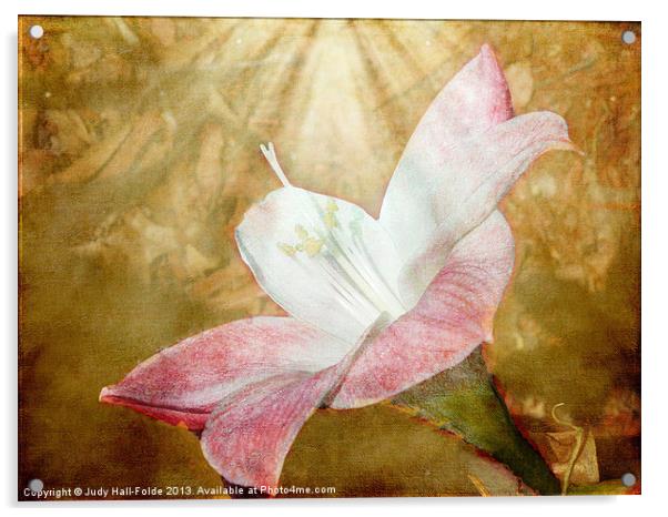 Lily in Lenabem Lightwaves Acrylic by Judy Hall-Folde