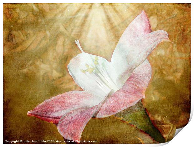 Lily in Lenabem Lightwaves Print by Judy Hall-Folde