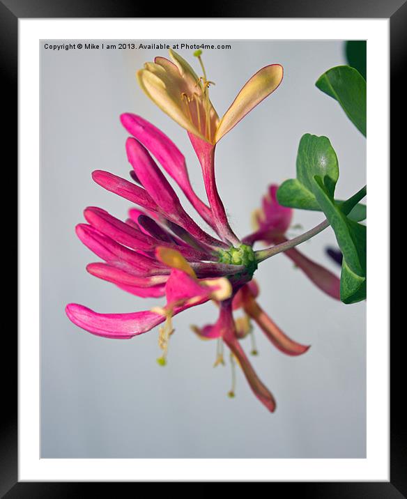 Honeysuckle Framed Mounted Print by Thanet Photos