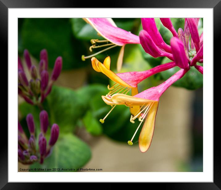 Honeysuckle flowers Framed Mounted Print by Thanet Photos