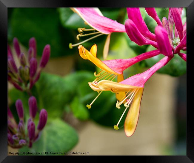 Honeysuckle flowers Framed Print by Thanet Photos