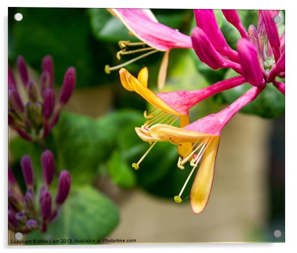 Honeysuckle flowers Acrylic by Thanet Photos