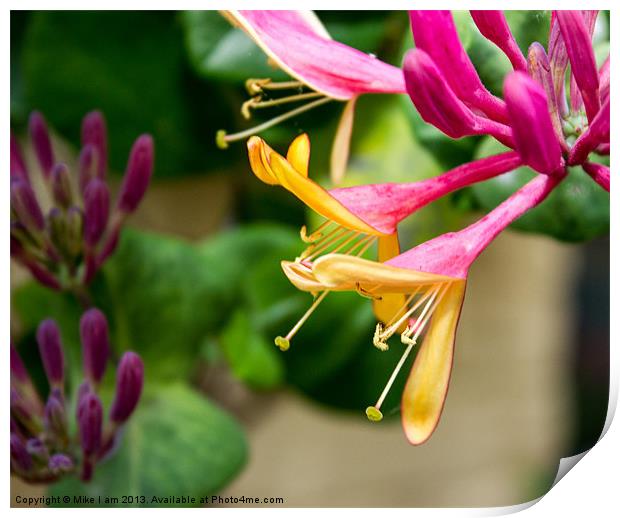 Honeysuckle flowers Print by Thanet Photos