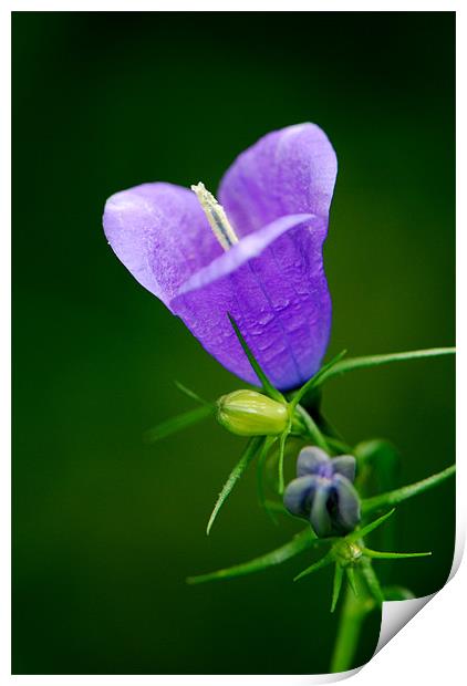 purple bliss Print by liam booth