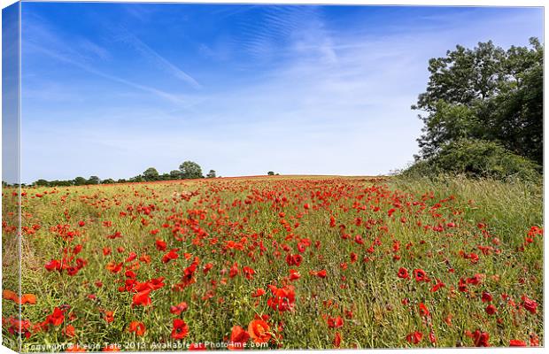 Field Poppies Canvas Print by Kevin Tate