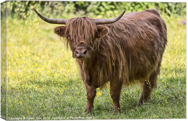 Highland Cow Canvas Print by Kevin Tate