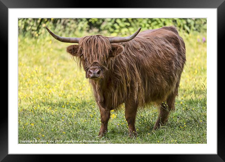 Highland Cow Framed Mounted Print by Kevin Tate