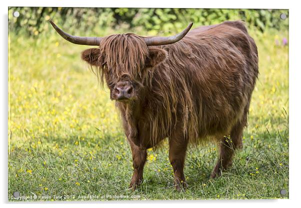 Highland Cow Acrylic by Kevin Tate