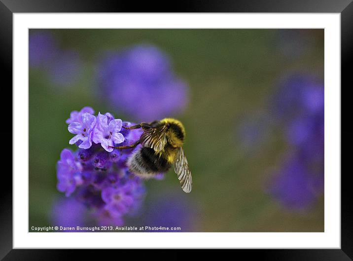 Bee On Lavender Framed Mounted Print by Darren Burroughs