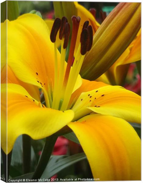 Yellow Flame! Canvas Print by Eleanor McCabe