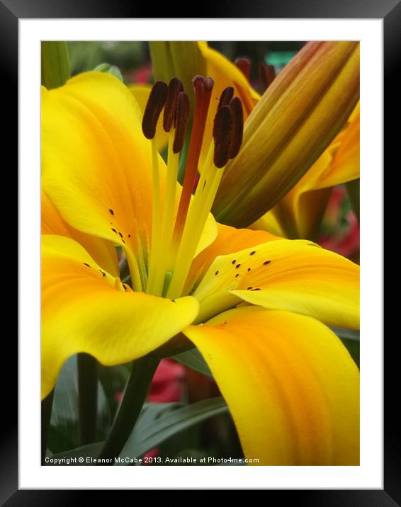 Yellow Flame! Framed Mounted Print by Eleanor McCabe