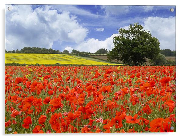 Poppies vs Rape Field Acrylic by Adam Payne